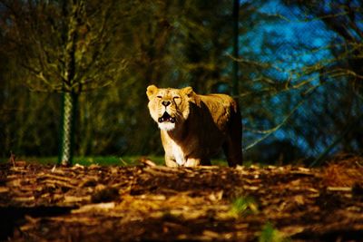 Cat in a forest