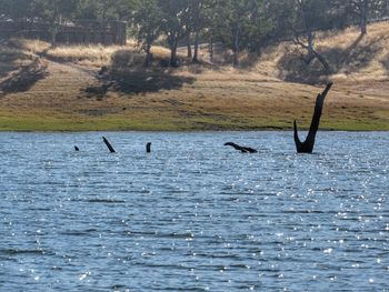 Birds flying over lake