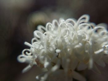 Close-up of white flowers