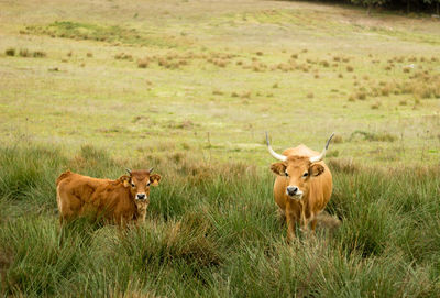 Cows on field