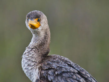 Close-up of a bird looking away