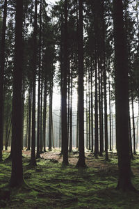 Trees in forest against sky