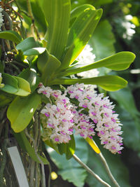 Close-up of pink flowering plant