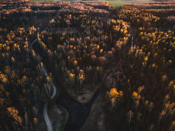 High angle view of trees on field