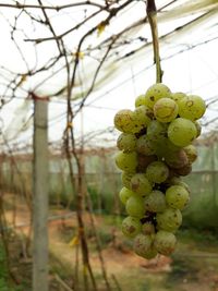 Close-up of fruits growing on tree