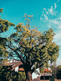 Low angle view of flowering tree by building against sky