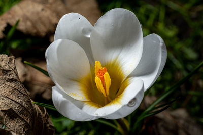 Close-up of white flower