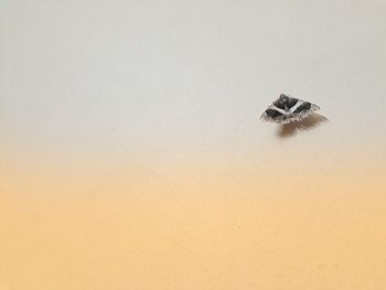 High angle view of insect over white background