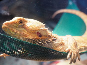 Close-up of bearded dragon on fabric