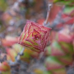 Close-up of autumn leaf on tree