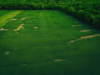 These farmlands in wisconsin border along a forest