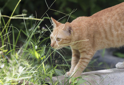 Cat looking away on field