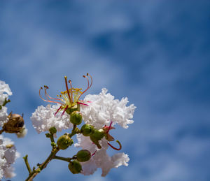 Close-up of cherry blossom