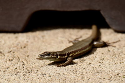 Close-up of lizard on rock