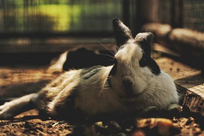 Close-up of portrait of rabbit relaxing field