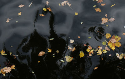 Pond in pond