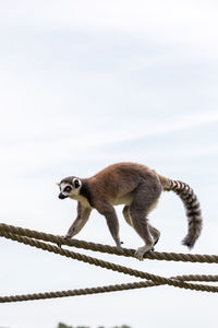 Low angle view of a lemur against sky