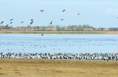 Flock of birds flying over lake