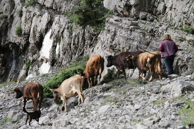 Cows standing on mountain with shepherd