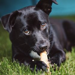 Close-up portrait of black dog