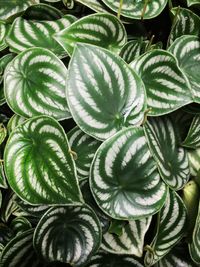 Full frame shot of leaves