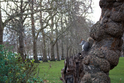 View of an animal sitting on tree trunk