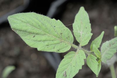 Close-up of leaves