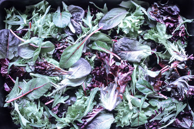 Full frame shot of plants