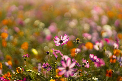 Close-up of purple flowering plants on field