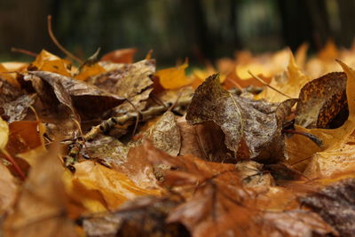 Close-up of dried leaves on fallen tree