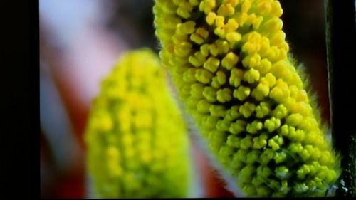 Close-up of yellow flower