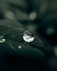 Close-up of water drops on leaf