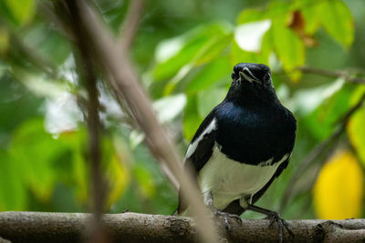 Bird perching on a branch