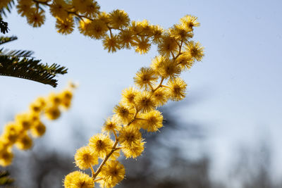 Low angle view of flowering plant against sky