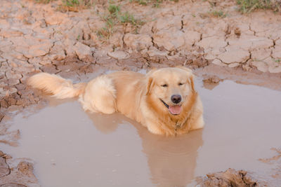 High angle view of golden retriever