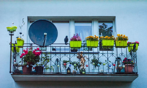 Flower plants on window, funny balcony