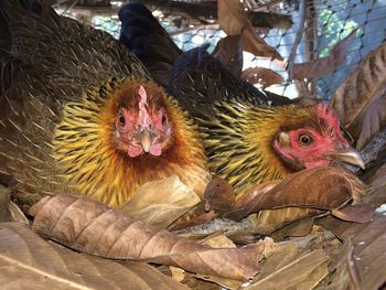 Close-up of rooster