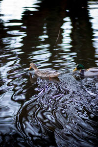 Close-up of duck floating in lake