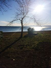 Bare tree on beach against sky