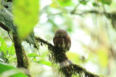 Portrait of pygmy owl perching on branch