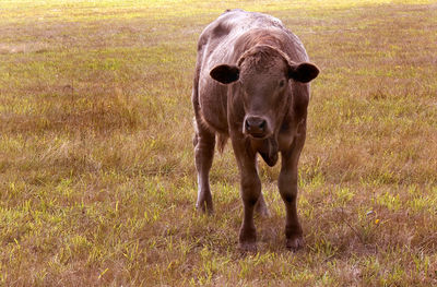 Portrait of horse standing in field