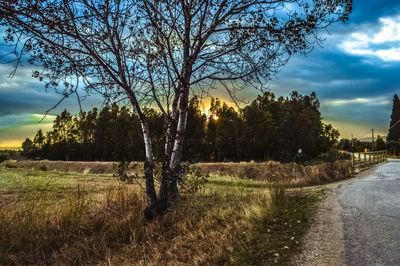 Bare trees on field against cloudy sky