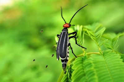 Close-up of insect on leaf