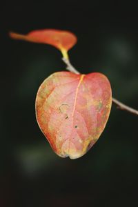 Close-up of leaf