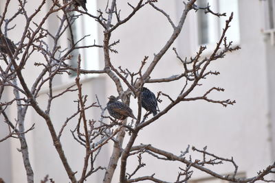 Low angle view of birds perching on bare tree