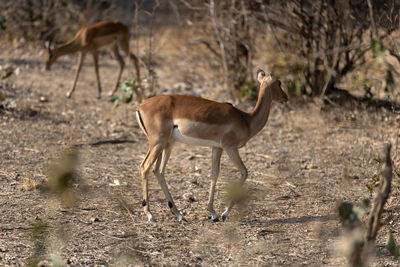 Deer standing on field