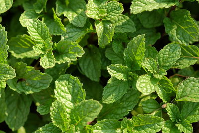 Full frame shot of green leaves