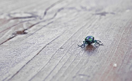 Close-up of housefly on wood