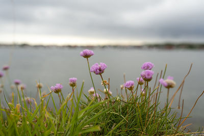 Close-up of pink flowering plant