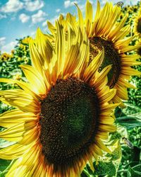 Close-up of sunflower blooming against sky